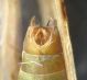 Limnephilus - genitali.jpg