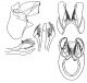 limnephilus flavicornis 1.JPG