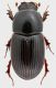 Aphodiidae_Maccarese_29-IX-2012_7mm_grey.jpg