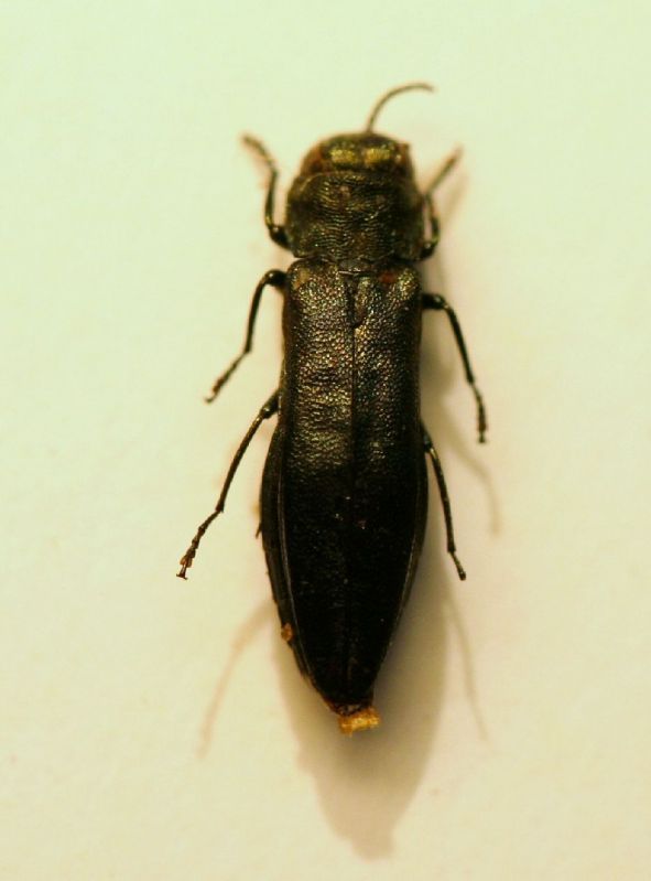 A Agrilus 3 VillaOttone 10.8.06  6.7mm.JPG