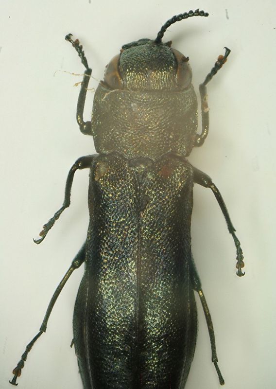 A Agrilus 1 VillaOttone 10.8.06  6.7mm.JPG