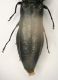 A Agrilus 2 VillaOttone 10.8.06  6.7mm.JPG