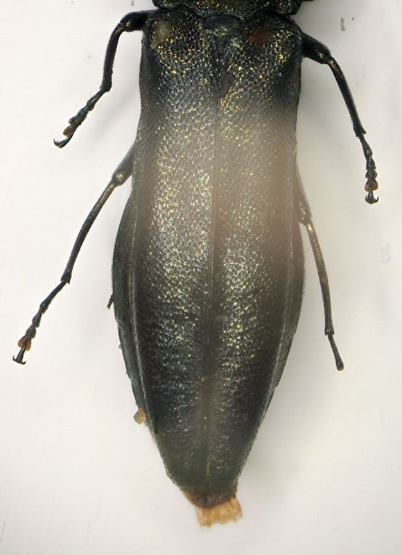 A Agrilus 2 VillaOttone 10.8.06  6.7mm.JPG