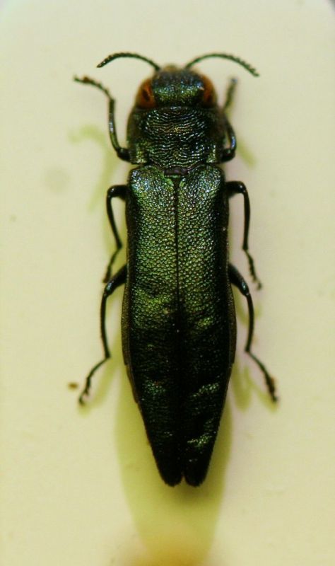 A Agrilus T PieveAlpago 25.5.12  6.1mm.JPG