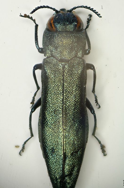 A Agrilus s PieveAlpago 25.5.12  6.1mm.JPG