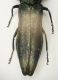 A Agrilus y Valmalenco 08.8.04 6.8mm.JPG