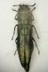 A Agrilus CaslBorsetti 04.6.05 5mm.JPG