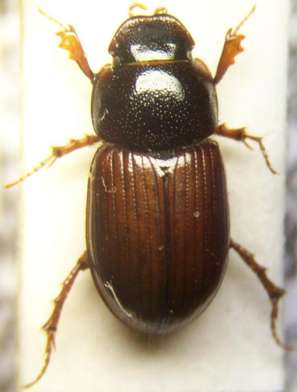 Aphodius (Neagolius) schlumbergeri ssp.samniticus..JPG