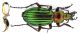 Comb0383_14jcr.jpg