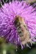 _DSC3204rid.jpg