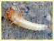 Harpalus sp. larva - Roma - Caffarella - 7.7.2011 (1).JPG