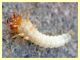 Harpalus sp. larva - Roma - Caffarella - 7.7.2011 (2).JPG