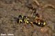 Mellinus_cf_arvensis_2589_1000.jpg