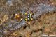 Mellinus_cf_arvensis_2594_1000.jpg