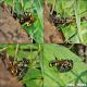 Mellinus_cf_arvensis_2597_2601_2603_2608_1000.jpg