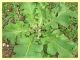 Verbascum sp. - Roma - Aniene - 1.10.2012 (2).jpg