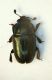 (Nitidulidi) Meligethes cf. viridescens1.jpg