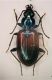 a Bembidion1 Fellicarolo luglio.JPG
