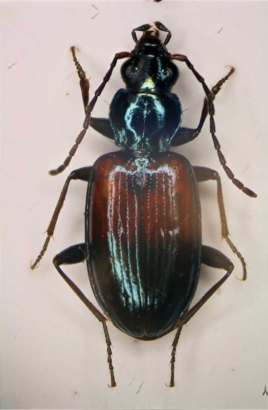 a Bembidion1 Fellicarolo luglio.JPG