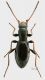 Diplocyrtus schrammi rid.jpg
