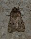 DSC_0122.JPG