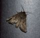 DSC_0146.JPG