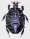 Margarinotus scaber ventral .jpg