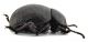 Comb0395_17jcr.jpg