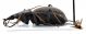 Comb0401_18jcr.jpg