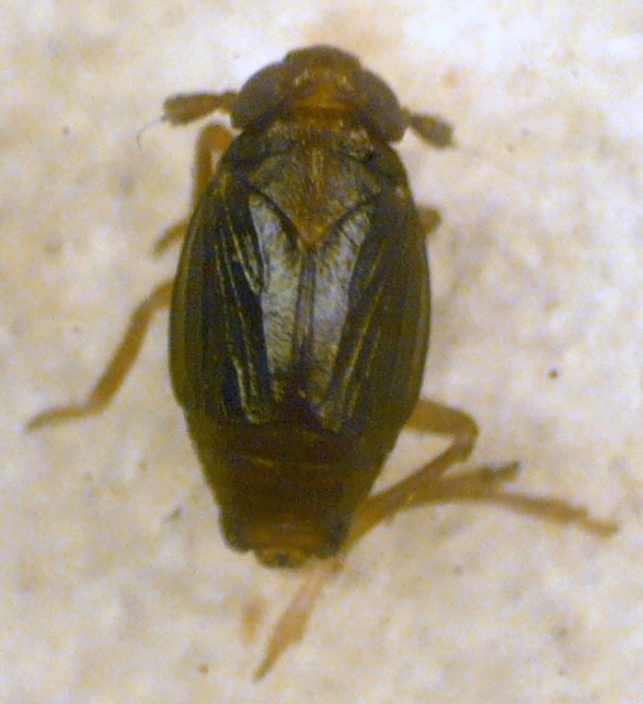 Delphacodes venosus.JPG