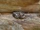 araneus scuro 1.JPG