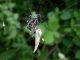 araneus e argyrodes.JPG