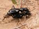 Anthia_sexmaculata_Tozeur_IV-2006.jpg