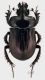 Ceratophius rossii rid.jpg