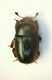(Nitidulidi) Meligethes cf. aeneus1.jpg