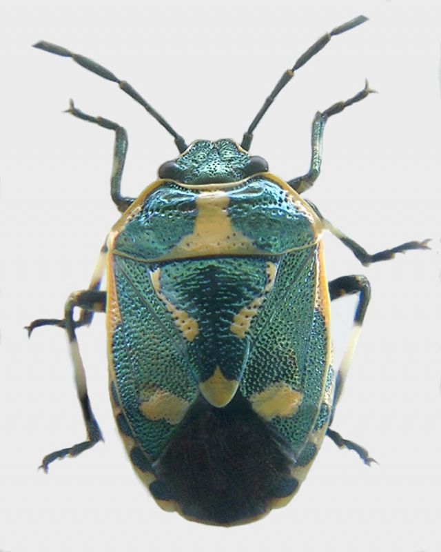 Pentatomidae - Eurydema (Eurydema) oleracea (Linnaeus 1758).jpg