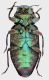 Chrysobothris_igniventris_Malacky_14-VII-1979_Hala-J_10mm_v_grey.jpg
