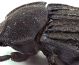 Comb0413_24jcr.jpg