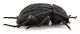 Comb0415_19jcr.jpg