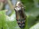Coraebus_fasciatus.jpg
