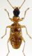 Demetrias_atricapillus_det2.jpg