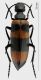 Mylabris (Zitunabris) rimosa rid.jpg