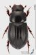 Ammoecius_elevatus_ms.JPG