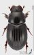 Ammoecius_elevatus_fs.JPG