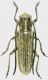 Phytoecia-nausicae.jpg