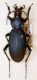 carabus sp..jpg