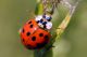 coccinella47_cr.jpg