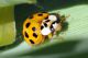 coccinella54_cr.jpg
