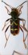 Clytus arietis.jpg