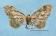 Idaea spissilimbaria.jpg